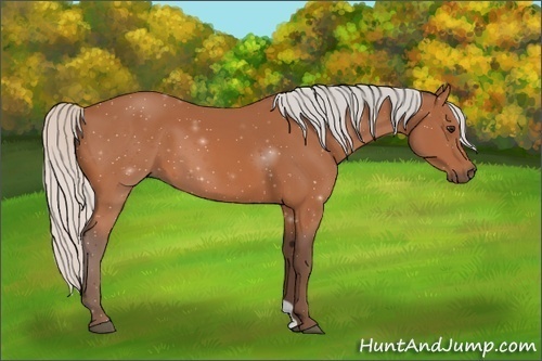 Horse Color:Silver Bay 