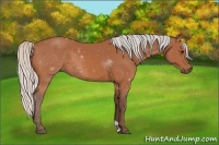 Horse Color:Silver Bay 