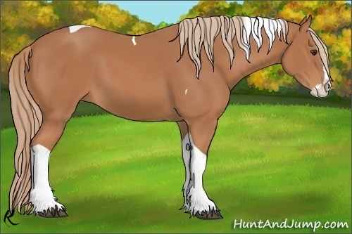Horse Color:Chestnut Splash Tobiano