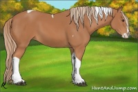 Horse Color:Chestnut Splash Tobiano