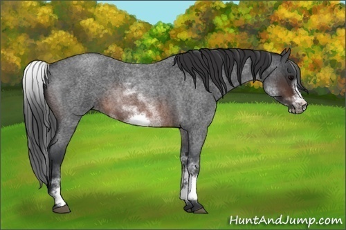 Horse Color:White Spotted Brown Roan Frame 