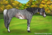 Horse Color:White Spotted Brown Roan Frame 