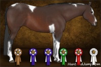 Horse Color:Brown Sabino Tobiano 