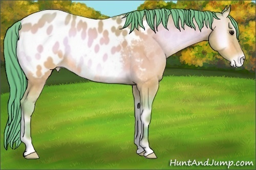Horse Color:Watercolor Amber Champagne Onyx Appaloosa 