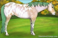 Horse Color:Watercolor Amber Champagne Onyx Appaloosa 