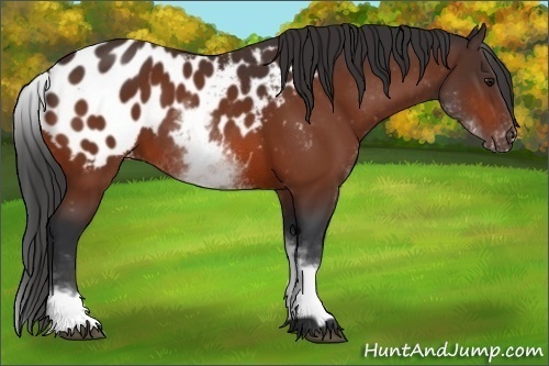Horse Color:White Spotted Bay Blanket Rabicano