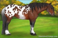 Horse Color:White Spotted Bay Blanket Rabicano 