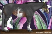 Horse Color:White Spotted Brown Roan Frame