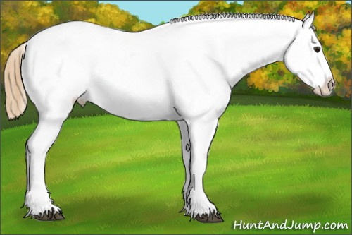 Horse Color:Buckskin Splash Appaloosa 