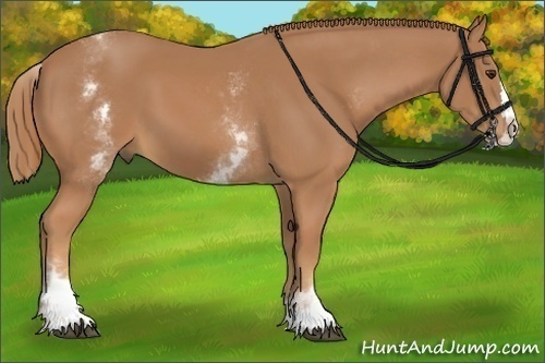 Horse Color:White Spotted Chestnut Splash