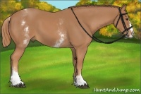 Horse Color:White Spotted Chestnut Splash 