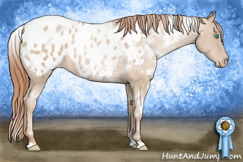 Horse Color:White Spotted Buckskin Pearl Appaloosa