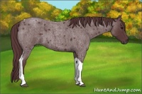 Horse Color:Chocolate Blue Roan Tobiano