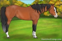 Horse Color:Bay Splash 