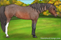 Horse Color:Bay Varnish Rabicano