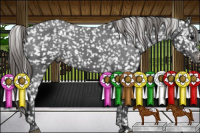 Horse Color:Smoky Black Appaloosa 