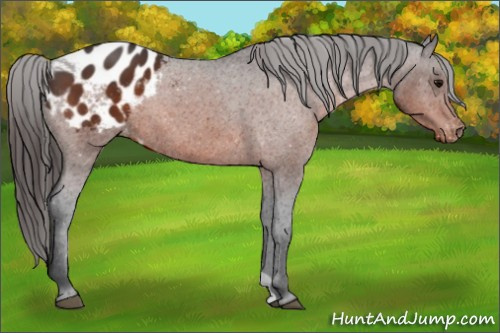 Horse Color:Brown Appaloosa 