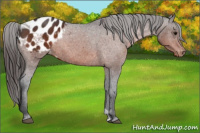 Horse Color:Brown Appaloosa 