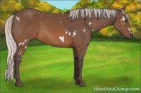Horse Color:White Spotted Silver Brown Rabicano 