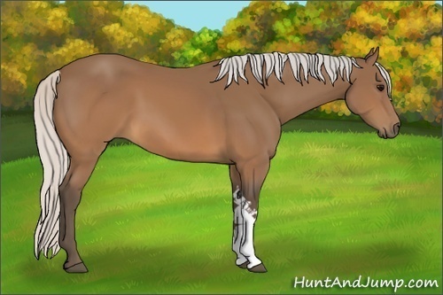Horse Color:Silver Brown 