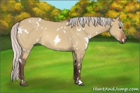 Horse Color:White Spotted Silver Bay Dun 