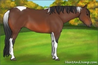 Horse Color:Bay Tobiano 