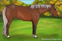 Horse Color:Silver Bay 