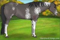 Horse Color:White Spotted Grullo Tobiano 
