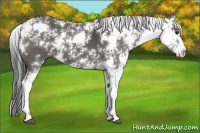 Horse Color:Black Sabino 