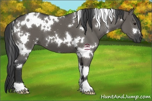 Horse Color:White Spotted Grullo