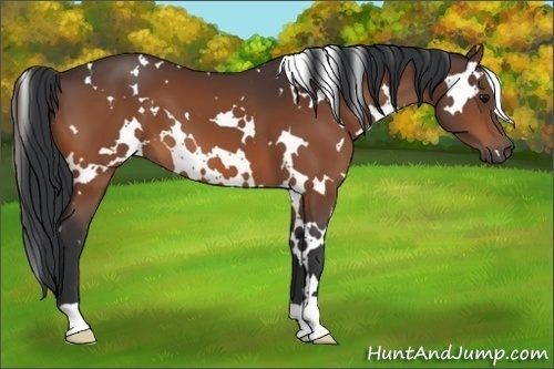 Horse Color:White Spotted Bay