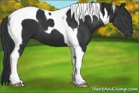 Horse Color:Black Tobiano 