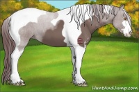Horse Color:Chocolate Grullo Sabino Tobiano
