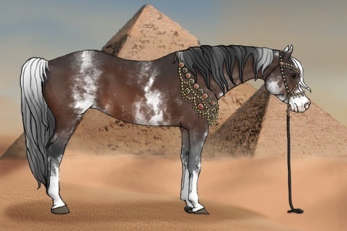Horse Color:White Spotted Bay 