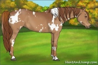 Horse Color:White Spotted Chestnut 