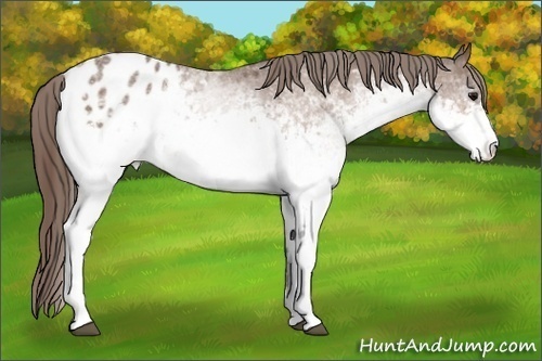 Horse Color:White Spotted Buckskin Appaloosa 