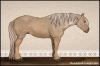 Horse Color:Palomino 