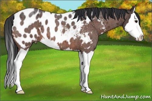 Horse Color:Brown Roan Splash Appaloosa 