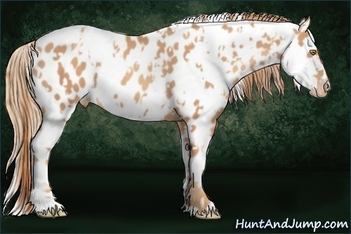 Horse Color:Gold Champagne Appaloosa  and White Spotted Gold Champagne Appaloosa 