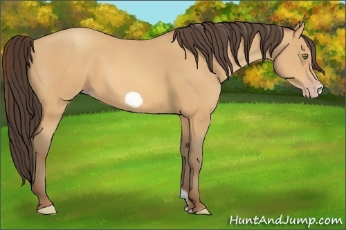 Horse Color:Amber Champagne Frame 