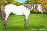 Horse Color:Bay Dun Appaloosa 