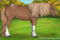 Horse Color:Chestnut Tobiano