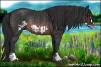 Horse Color:Brown Rabicano and Brown Frame Rabicano