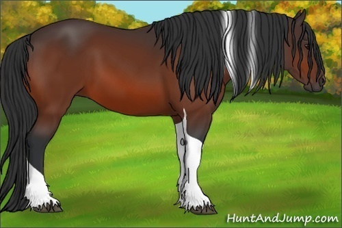 Horse Color:Bay Tobiano 