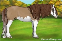 Horse Color:Red Dun Splash 