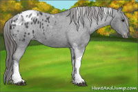 Horse Color:Black Tobiano Appaloosa Rabicano 