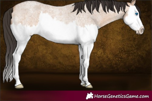 Horse Color:Bay Roan Dun Splash 
