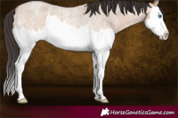 Horse Color:Bay Roan Dun Splash 
