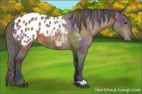 Horse Color:Nacre Buckskin Appaloosa 