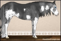 Horse Color:Black Sabino Splash